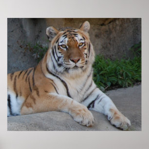 Póster Tigre de Bengal bonito