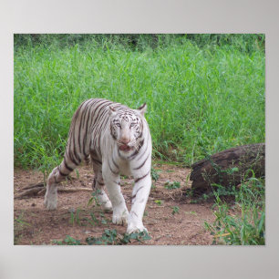 Poster Tigre de Bengal branco