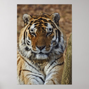 Póster Tigre de Bengal, Panthera jardim zoológico de