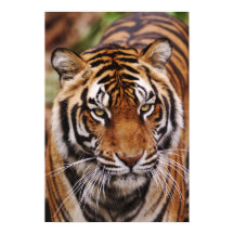 Tigre-de-bengala, Panthera tigris