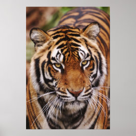 Póster Tigre-de-bengala, Panthera tigris
