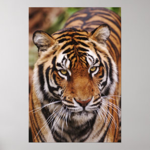 Póster Tigre-de-bengala, Panthera tigris