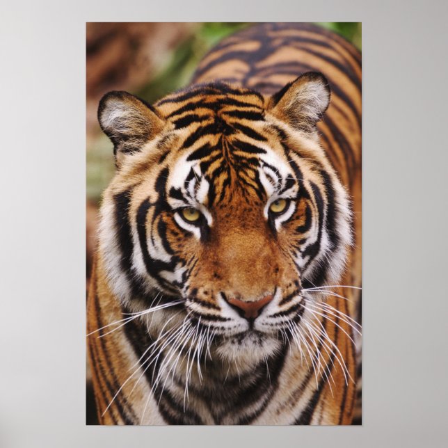 Póster Tigre-de-bengala, Panthera tigris (Frente)