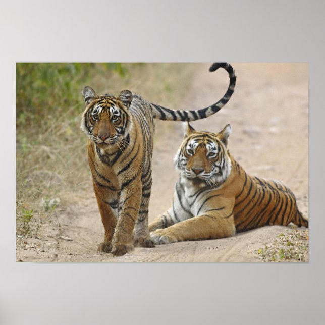 Poster Tigre-de-bengala-real e filhote, Ranthambhor (Frente)