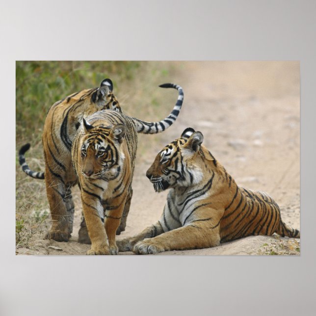 Poster Tigre-de-bengala-real e filhotes, Ranthambhor (Frente)