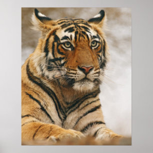Póster Tigre-de-bengala-real sobre a rocha, Ranthambhor