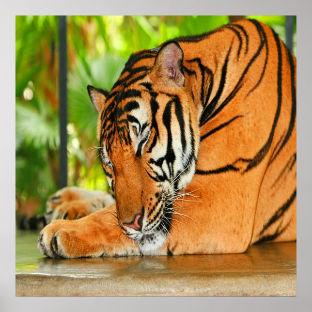 Póster Tigre de dormir (Frente)