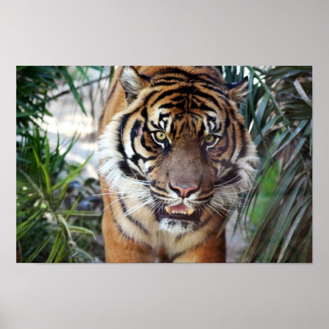 Póster Tigre de Estalagem (Frente)