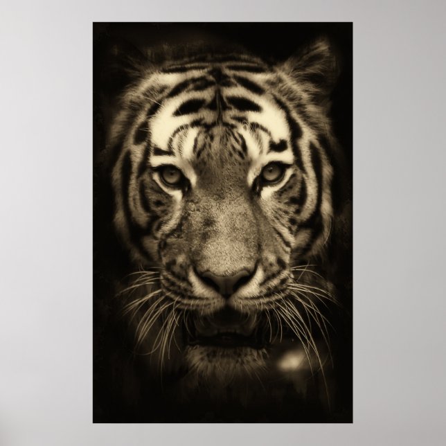 Póster Tigre de face em tons sépia (Frente)