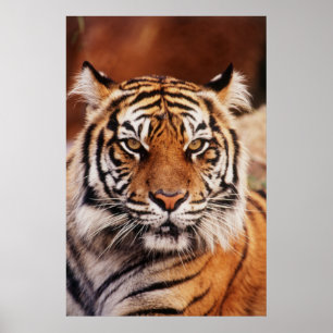 Póster Tigre-de-sumatra