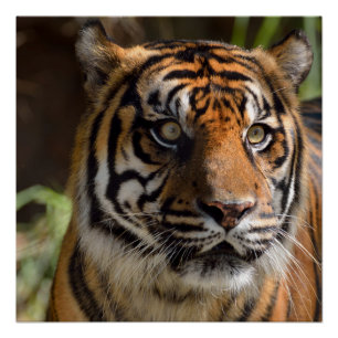 Póster Tigre de Sumatran