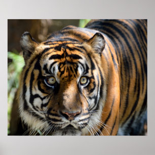Póster Tigre de Sumatran