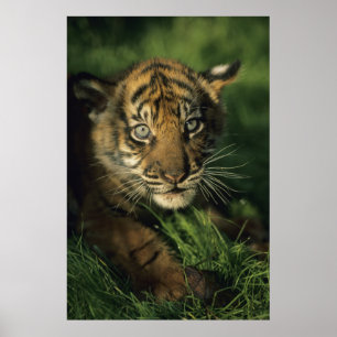 Poster Tigre de Sumatran do bebê