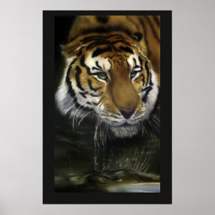 Poster Tigre do bebendo