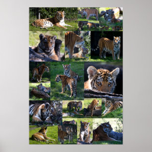 Póster Tigre do jardim zoológico de Calgary com Cubs