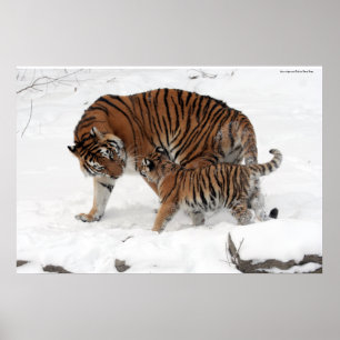 Póster Tigre e Cub de Amur