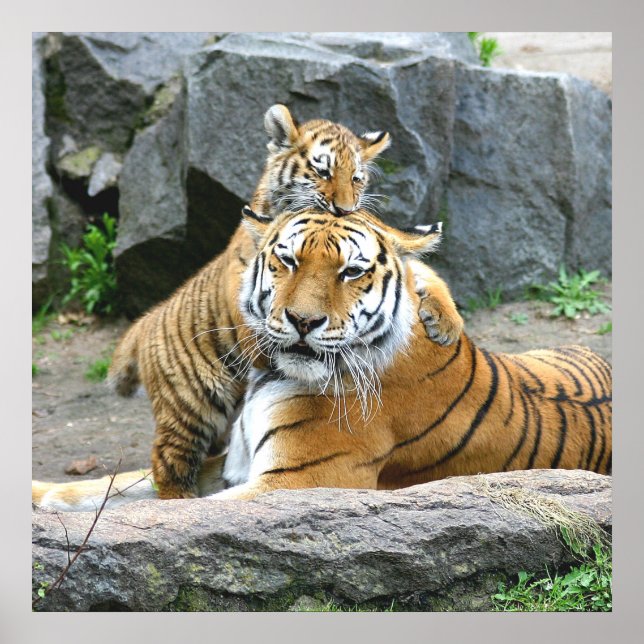Poster Tigre E Cub Love (Frente)
