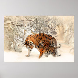 Poster Tigre e filhote maravilhosos na neve