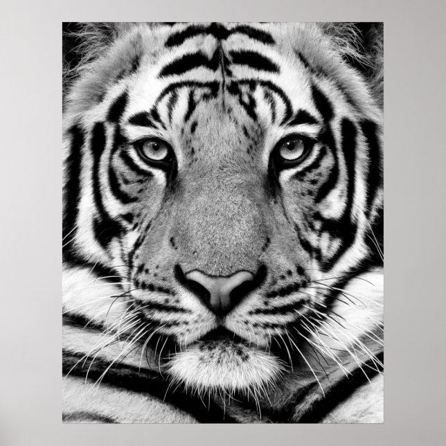 Poster Tigre Face (Frente)