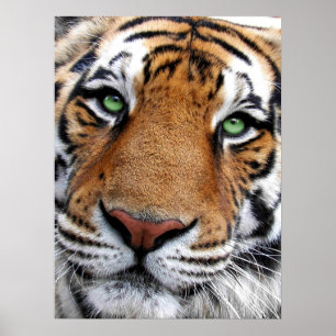 Poster Tigre Face