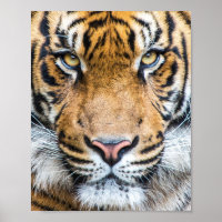 Tigre Face