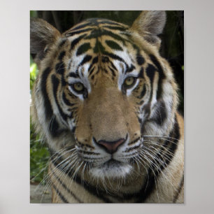 Poster Tigre Face