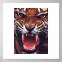 tigre furioso