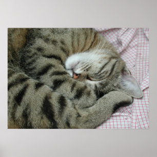 Póster Tigre-Gato Dormente