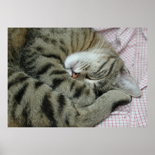 Póster Tigre-Gato Dormente (Frente)