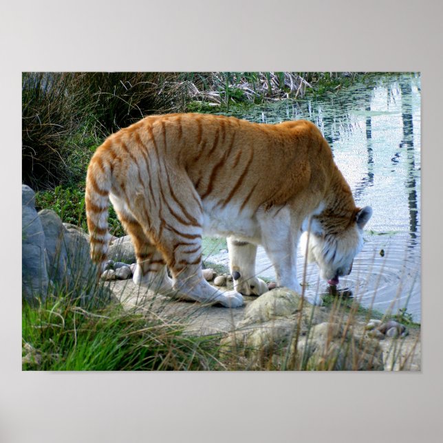 Poster Tigre Indiano (Frente)