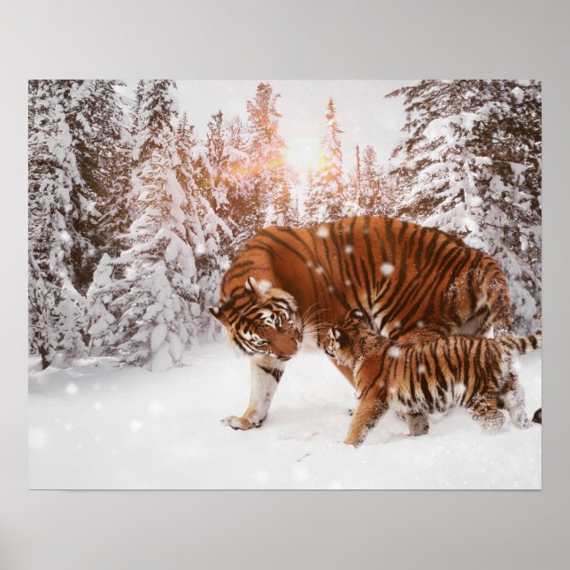 Poster Tigre mãe e filho (Frente)
