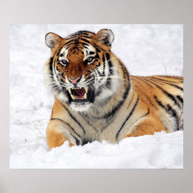 Poster Tigre Mostrando Suas Presas Enquanto Deita Na Neve (Frente)