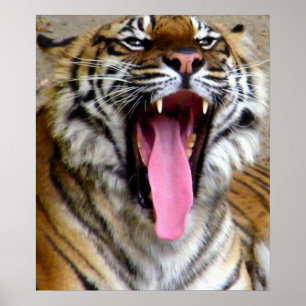 Póster Tigre Mouth_