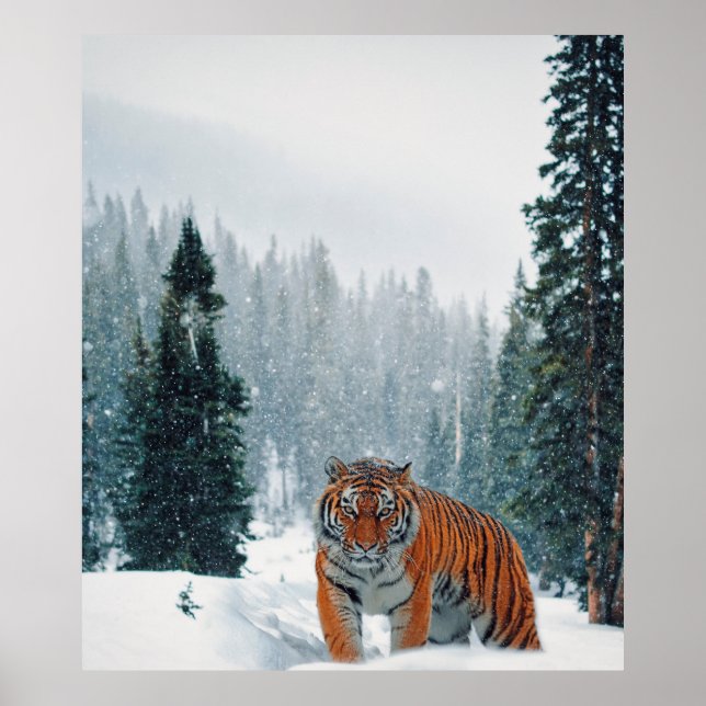Poster tigre na neve (Frente)