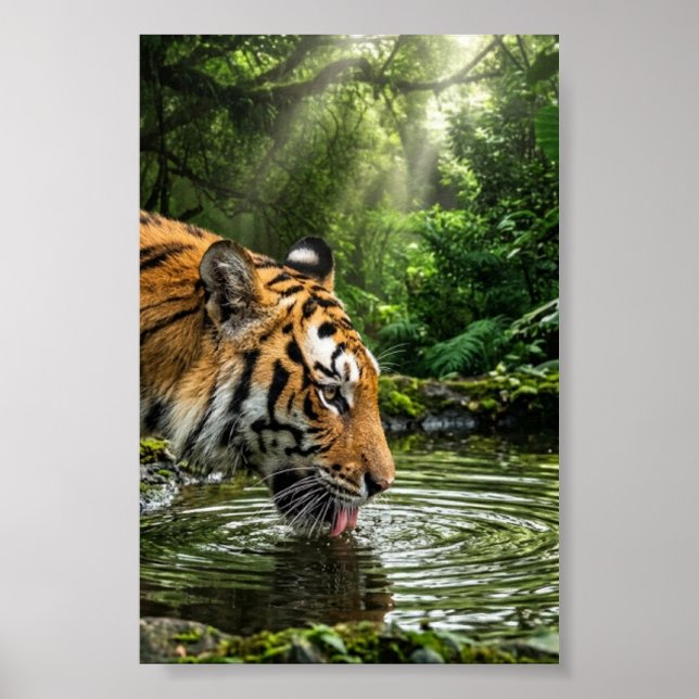 Poster Tigre no pôster de parede mate da piscina da selva (Frente)