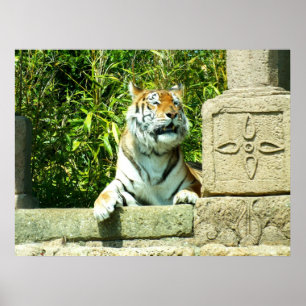 Póster Tigre no templo