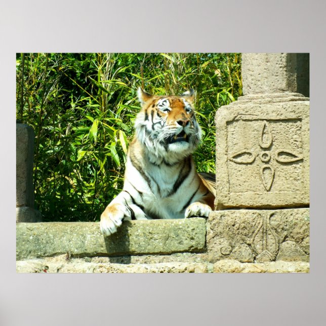 Póster Tigre no templo (Frente)