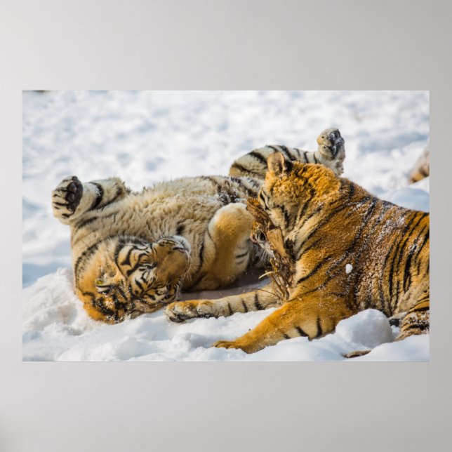 Póster Tigre Nordeste (Frente)