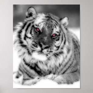 Póster Tigre Olhado Rosa