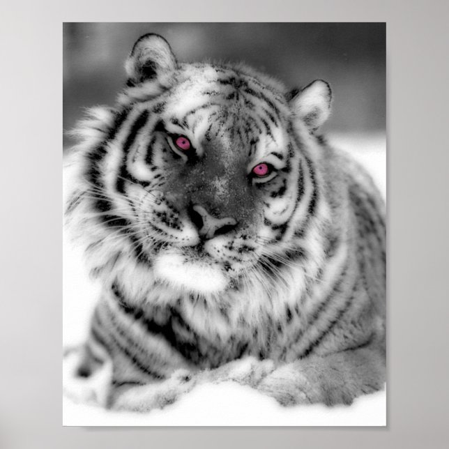 Póster Tigre Olhado Rosa (Frente)