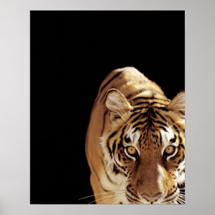 Poster Tigre (Panthera tigris)