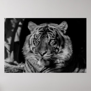 Poster Tigre preto & branco