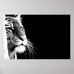 Poster Tigre preto e branco