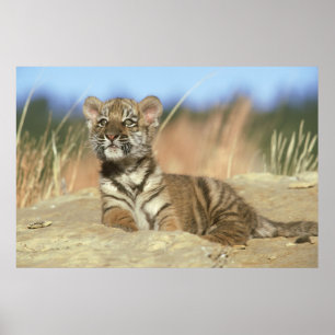 Póster Tigre Siberian