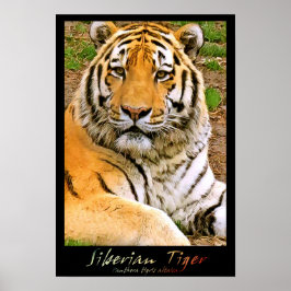 Poster Tigre Siberiano
