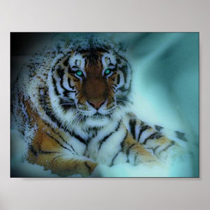 Poster Tigre Siberiano