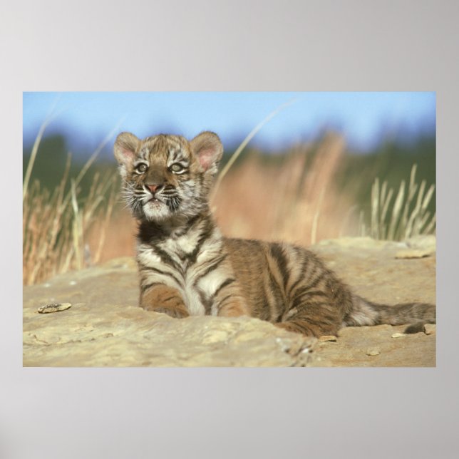 Póster Tigre Siberiano (Frente)