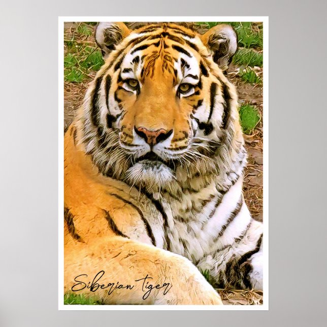 Poster Tigre Siberiano (Frente)