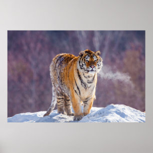 Póster Tigre siberiano na neve, China