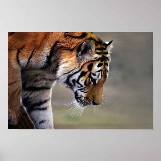 Poster Tigre Subindo Para Baixo (Frente)